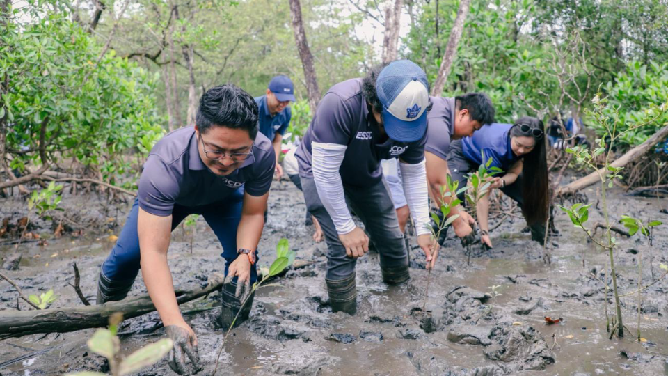 BCDA marks third year of mangrove planting in Subic