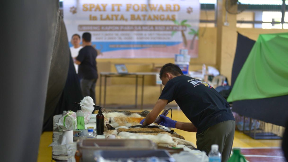 Meralco, Landco hold mass spay-neuter drive for Laiya community animals